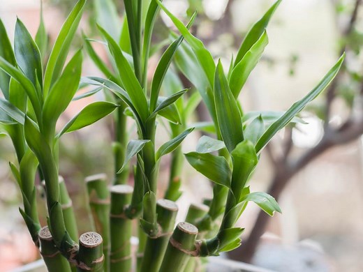 How To Grow And Care For Lucky Bamboo - Bunnings Australia