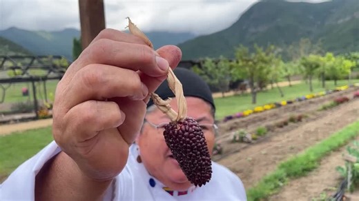 Chile's 'seed guardians' grow and protect forgotten food varieties