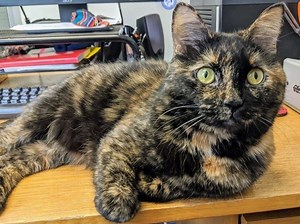 Pet Of The Week: Lucy, 4, Spayed Female Tortoiseshell Cat