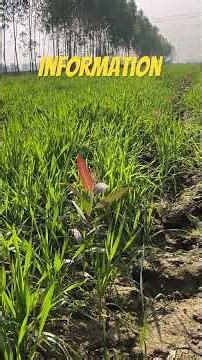 #p23 #tree how to take care of P23 plant #safeda #farming #p23kikhetikaisekare