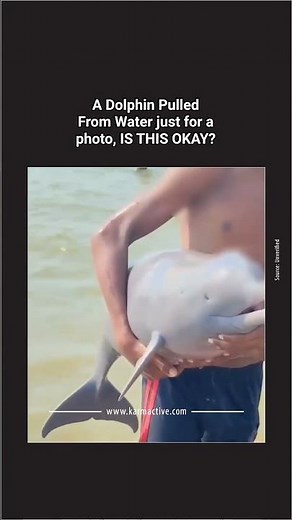 Wild Dolphin Pulled Out of River for Photos — Is This Legal?