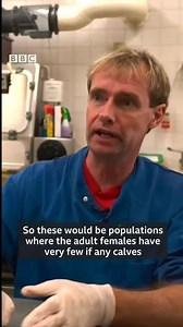 262K views · 852 shares | More than half of the world's killer whales could be wiped out by man-made chemicals, scientists say.  bbc.in/2N6Lcfr | BBC News | Facebook