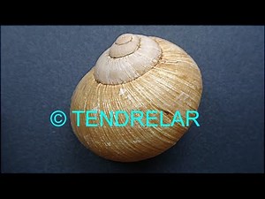 How does snail shell grow?