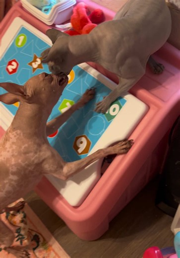 Part 2😈 #petsoftiktok#fypシ | cat and dog