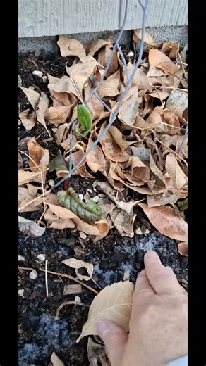 Kale & Swiss Chard Surviving Frozen Soil