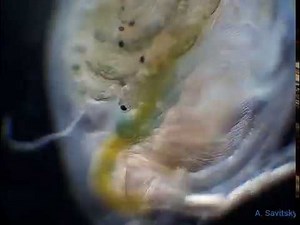 Беременная Дафния \\ Pregnant Daphnia