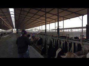 Watch Headlocks Save Time in the Herd !