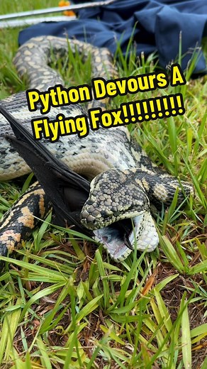 Python devours a Flying fox! Incredible footage of this Coastal carpet python eating a flying fox. Brandon delves deeply into the processes snakes use to be able to consume food, larger than their own head. We have been seeing a lot of this action lately and it never gets old. . . . #snake #snakes #reptile #reptiles #wildlife #australia #qld