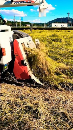 Kubota WR460クボタの60馬力コンバインで刈り取り🏃‍♂️#kubota #harvester #harvesters #コンバイン #combine #農業 #農家 #割倒#割稲