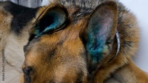 Diseases of ears in animals. German Shepherd dog close-up with green ears. Treatment with therapeutic disinfectant solution. Care and treatment of pets. Ear cleaning, allergies.