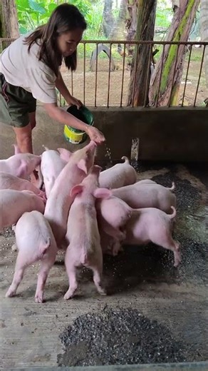Pig Running at Full Speed | #pig #race #trending