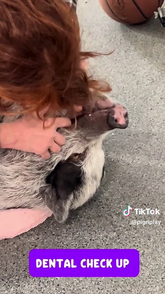 Charlotte’s #piggyspaday She did amazing! #potbellypig #happypig #piglife #hoofcare