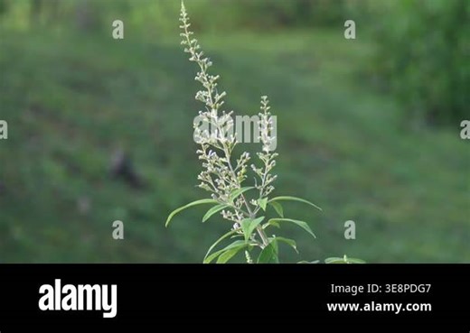 Vitex negundo plant flower. Its other name Chinese chaste tree,five-leaved chaste tree,horseshoe vitex, nisinda and Nirgundi. It is a large aromatic shrub. It is an Ayurvedic medicine Stock Video Footage - Alamy