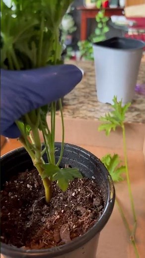 How to propagate citronella plant ☘️ ￼in soil 🤎
