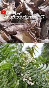 Neem Tree – The All-Purpose Healing Tree For Infection, Pain & Body Cleansing