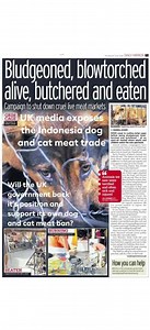 1.6K views · 100 reactions | Please help RT for the  UK dog and cat...