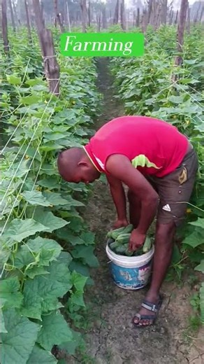 khira #nature #love #villagelife #farming #viralvideo #youtubeshorts#shortsfeed#shorts #viral #vlog