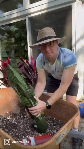 5.7K views · 68 reactions | Repotting some snake plants and using them in outdoor plant groupings. #snakeplant #snakeplants #outdoorgarden #summerplants #gardening #garden #gardens #gardenlove#gardenlovers | Ohio Tropics Houseplant and Garden Care | Facebook
