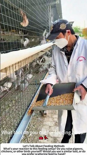 Feeding a Whole Flock of Pigeons – Fast Corn Pour Satisfying! 🕊️🌽