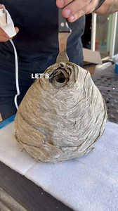 What is inside a 🐝 hive | The Ryan And Amber Show