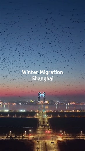 IP SHANGHAI on Instagram: "Who's seen the jaw-dropping live show at Dishui Lake? 🦅🪶 The winter bird migration is on—thousands painting the endless sky canvas. It's nature's most epic theater! 😍🙌 📸: 陈绍鹏 Share the beauty of Shanghai you captured and tag #ipshanghai to be featured. . . . . #ShanghaiWildlife #CityNatureVibes #ShanghaiEcosystem #shanghai #DishuiLake #BirdMigration #ShanghaiNature #NatureIsLit #NaturalWonder #ShanghaiWinter"