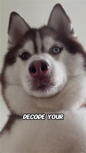 If Your Dog Stares at You Like This… Here’s What It Really Means