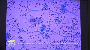 L'humidité dans nos maisons est bon ou mauvais pour la santé ? ☂ Le meilleur d'E=M6 🔬🧬 | Golden TV