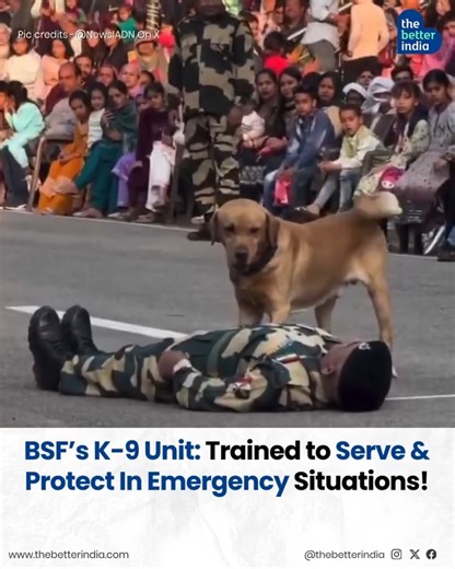 The Better India on Instagram: "Loyal, fearless, and always on duty — meet the elite K-9 unit of the Border Security Force (BSF), where both the dog and its handlers are combat-ready to serve and protect! In a remarkable display of skill and dedication, a BSF-trained K-9 demonstrates how it can assist soldiers in emergencies. The moment it senses movement, the dog sprints to fetch a medical kit, showcasing its combat-readiness and life-saving training. These four-legged warriors are more than ju