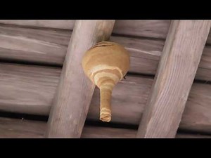 作り始めのスズメバチの巣
