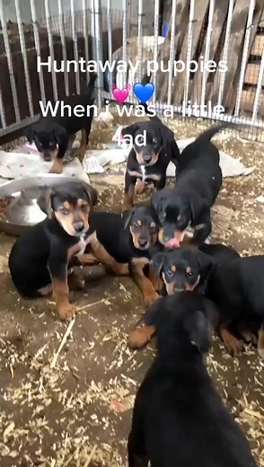 Adorable Huntaway Puppies for Sale