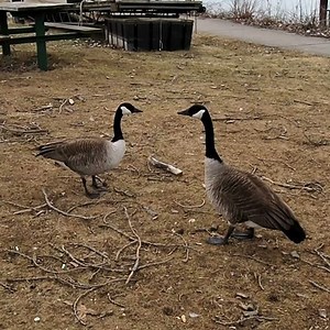 Two Canada Geese Honking At Eachother - Goose Sounds and Calls - #shorts