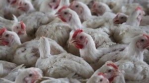 Here's what P.E.I. health officials and veterinarians have to say right now about avian flu
