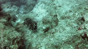 Lionfish pterois is a venomous marine fish.Also called firefish turkeyfish tastyfish butterfly-cod.Red white black bands, spiky fin rays.Pterois radiata volitans miles, underwater sea tropical exotic.