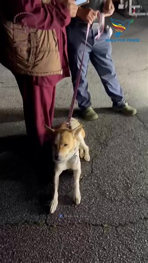 Aloka the Peace Dog on Instagram: "A Dedicated Guardian’s Morning 🐾🚐✨ Before getting into the RV this morning, Aloka seemed to listen very intently as we discussed him having a rest day. He stood there so politely, and by the look in his eyes, he appeared to think he was perfectly good to go! Even though he seemed ready to lead the way as usual, we made sure to give him lots of gentle pets and head rubs to help him feel comfortable staying in the RV following the Venerable Monks. It’s so movin