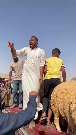 سوق برقه للمواشي على TikTok