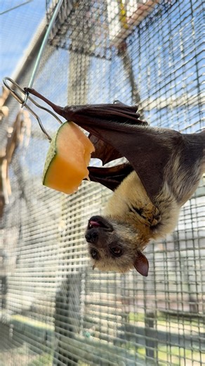 55K views · 3.9K reactions | Little Golden-Mantled Flying Fox, Sunshine, seems to be feeling creative this Sunday! 驪 Thank you to everyone who "hung out" with us at Painting with Bats yesterday! We had a batty blast. If you're interested in checking out some of our upcoming events, be sure to head to the "Events"  in our bi0. 驪 #animals #bats #cute #florida #nonprofit | Lubee Bat Conservancy | Facebook