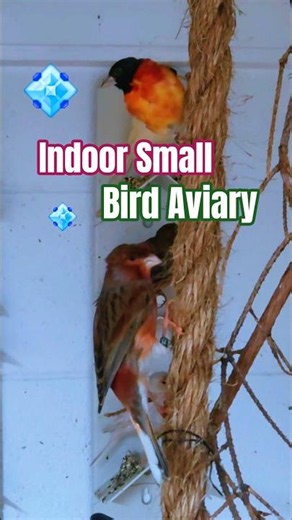 Indoor Small Bird Aviary. Finches and Canaries!!