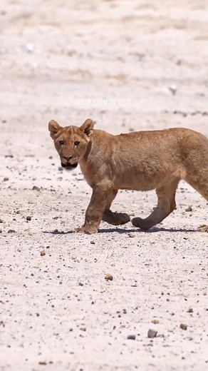 It’s time to experience an unforgettable Namibian Safari! 🏜️🐆 Adventure awaits in the wild beauty of Namibia’s landscapes. 🌅✨ 🎥: @melly_ba 👉 Follow @africatravellife for more incredible African safari moments and exclusive travel deals! 🌍🐘 #NamibianSafari #ExploreNamibia #AfricaTravel #DiscoverAfrica #SafariAdventure #Wanderlust #BookNow #BeautifulDestinations #WildlifeExperience #TravelGoals #Namibia | Etosha Namibia