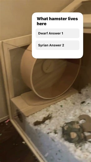 What kind of hamster lives in this enclosure? ￼