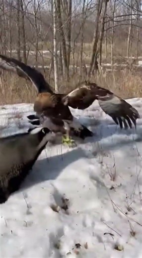 Unbelievable! Badger Defends Rabbit from Eagle Attack