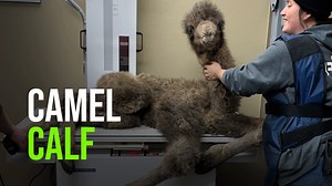 10K views · 630 reactions | An endangered Bactrian Camel calf was...