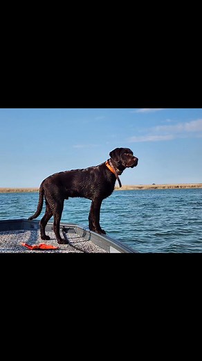Young Rosco Purvis checking water temps. He said "still too cold." It won't be long now, nice weather is finally here. | Chocolate Rosco