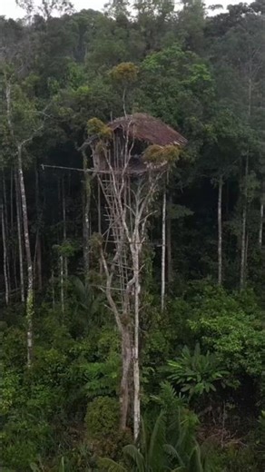 "Dare to Live in a 30-Meter Tree House? The Korowai Tribe Does It"