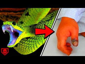 A Világ Leghalálosabb Kígyói