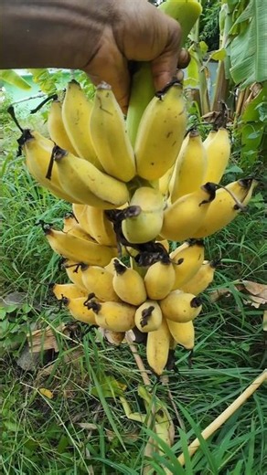 Honey Banana #harvest