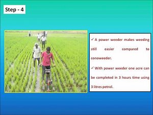 Direct seeding in rice.wmv