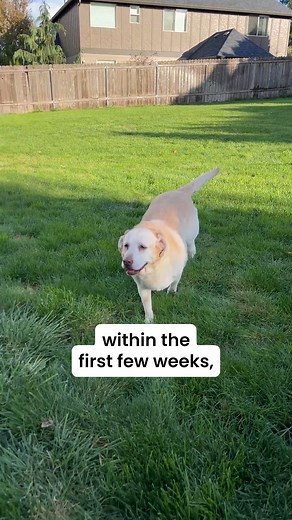 Does your pup constantly scratch, lick, or chew their skin? Allergies can make life tough for both pets and their parents. Cyclosporine Chewable Tablets are designed to provide lasting relief from itching and inflammation, helping your furry friend feel comfortable again. ✅ Clinically Proven Allergy Relief ✅ Vet-Approved Allergy Formula ✅ Tasty, Easy-to-Give Chewables Give your best friend the comfort they deserve — because happy dogs mean happy homes. ❤️ | WagLabs | Facebook