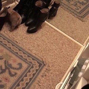 246K views · 2.3K reactions | This pup is scared of his own reflection and we could watch it all day ❤ | boohoo.com | Facebook