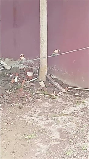a pair of sparrows perched on a power cable