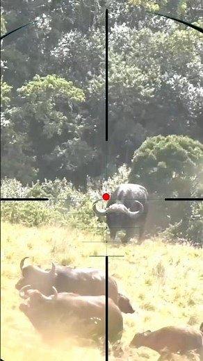 Buffalo Hunting | Buffeljacht | caccia al bufalo